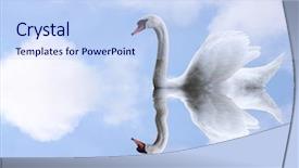  Presentation with mirage - Presentation theme having swan with mirage - wedding concept background and a  colored foreground
