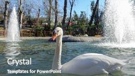  Presentation with swan ganz catheter - Audience pleasing presentation theme consisting of swans - white swan in kugulu swan backdrop and a ocean colored foreground