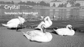  Presentation with river vs borehole - Slide deck consisting of swans by vltava river prague background and a gray colored foreground