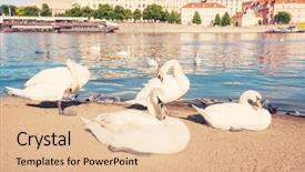  Presentation with prut river - PPT theme enhanced with swans by vltava river prague background and a lemonade colored foreground