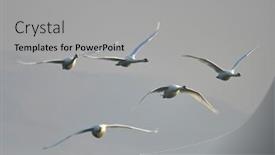  Presentation with blue sky - Amazing theme having swans-flying-against-the-blue backdrop and a light gray colored foreground