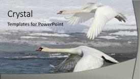  Presentation with flight - Presentation theme featuring swans in flight background and a light gray colored foreground