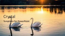  Presentation with sunset - Audience pleasing slide deck consisting of swans on lake at sunset backdrop and a blonde colored foreground