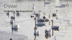  Presentation with pond - Presentation having swans-on-the-spring-pond background and a  colored foreground