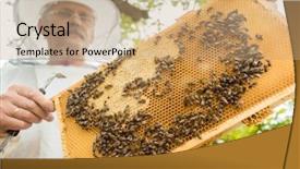  Presentation with honeycomb - Slides featuring swarm - beekeeper holding honeycomb with bees background and a coral colored foreground