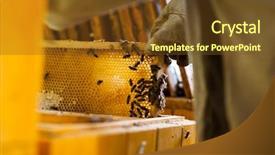  Presentation with honeycomb - Amazing PPT theme having swarm - beekeeper in an apiary holding backdrop and a tawny brown colored foreground