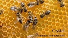  Presentation with honey bee honeycomb - Beautiful PPT theme featuring swarm - bees swarming on a honeycomb backdrop and a gold colored foreground