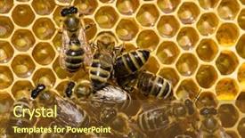  Presentation with honeycomb - Amazing slide set having swarm - bees swarming on a honeycomb backdrop and a tawny brown colored foreground