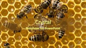  Presentation with honeycomb - Beautiful slide set featuring swarm - bees swarming on a honeycomb backdrop and a tawny brown colored foreground
