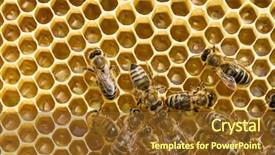  Presentation with honeycomb - Audience pleasing slide set consisting of swarm - bees swarming on a honeycomb backdrop and a tawny brown colored foreground