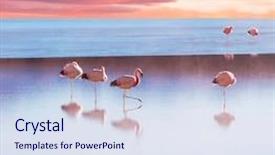  Presentation with flamingo - Slides enhanced with swarm - flamingo in bolivia background and a sky blue colored foreground
