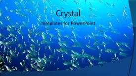  Presentation with fish - PPT theme enhanced with swarm - glassfish golden sweepers fish school background and a cyan colored foreground