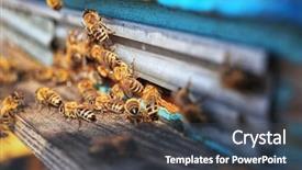  Presentation with frames of a bee hive - Cool new slides with swarm - honeybees entering hive backdrop and a ocean colored foreground