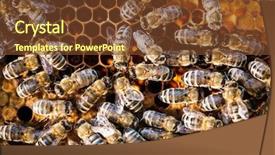  Presentation with honeycomb - PPT theme having swarm - macro shot of bees swarming background and a tawny brown colored foreground
