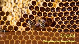  Presentation with honey bee honeycomb - Beautiful slides featuring swarm - macro shot of bees swarming backdrop and a tawny brown colored foreground