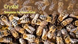  Presentation with honey bee honeycomb - Slides enhanced with swarm - macro shot of bees swarming background and a tawny brown colored foreground