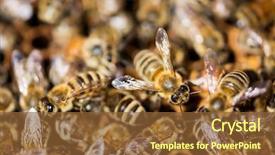  Presentation with bees butterflies - PPT theme with swarm - macro shot of bees swarming background and a tawny brown colored foreground