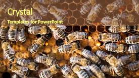  Presentation with honey bee honeycomb - Audience pleasing PPT theme consisting of swarm - macro shot of bees swarming backdrop and a tawny brown colored foreground