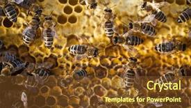  Presentation with bees butterflies - Slide deck with swarm - macro shot of bees swarming background and a tawny brown colored foreground