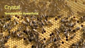  Presentation with honey bee honeycomb - Cool new presentation theme with swarm - macro shot of bees swarming backdrop and a tawny brown colored foreground