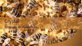  Presentation with honeycomb - Presentation design featuring swarm - macro shot of bees swarming background and a gold colored foreground