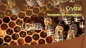  Presentation with honey bee honeycomb - Cool new PPT layouts with swarm - macro shot of bees swarming backdrop and a tawny brown colored foreground
