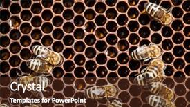  Presentation with honeycomb - PPT theme having swarm - macro shot of bees swarming background and a tawny brown colored foreground
