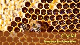  Presentation with honeycomb - Audience pleasing slide deck consisting of swarm - macro shot of bees swarming backdrop and a tawny brown colored foreground