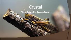  Presentation with locust - Amazing presentation having swarm - migratory locust locusta migratoria wildlife backdrop and a  colored foreground