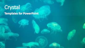  Presentation with jellyfish - Cool new slide set with swarm - moon jellyfish aurelia aurita backdrop and a teal colored foreground