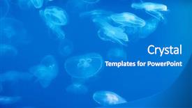  Presentation with jellyfish - Presentation consisting of swarm - moon jellyfish aurelia aurita background and a gray colored foreground