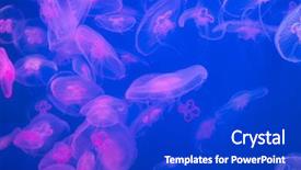  Presentation with jellyfish - Beautiful presentation design featuring swarm - moon jellyfish aurelia aurita backdrop and a cobalt blue colored foreground