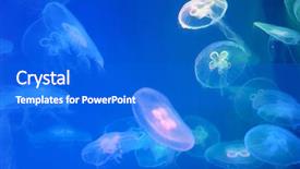  Presentation with jellyfish - Presentation theme with swarm - moon jellyfish aurelia aurita background and a cobalt blue colored foreground