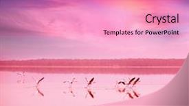  Presentation with flamingo - Theme having swarm - pink flamingo background and a coral colored foreground