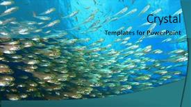  Presentation with fish nile tilapia - Colorful slide deck enhanced with swarm - shoal of glassfish sweeper fish backdrop and a cyan colored foreground