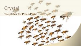  Presentation with cut - Presentation theme consisting of swarm-of-bees-in-flight background and a cream colored foreground