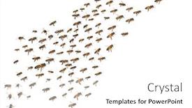 Presentation with flight - Slides featuring swarm-of-bees-in-flight background and a white colored foreground