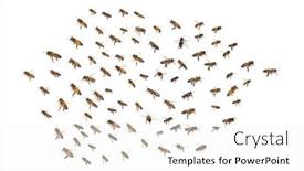  Presentation with flight - PPT theme consisting of swarm-of-bees-in-flight background and a white colored foreground