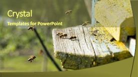  Presentation with bee - Beautiful slide set featuring swarm of bees in front backdrop and a tawny brown colored foreground