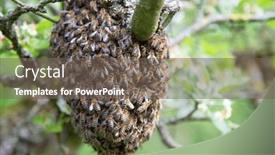  Presentation with queen bee - PPT theme having swarm-of-bees-left background and a gray colored foreground