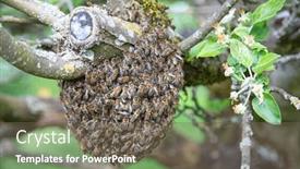  Presentation with queen bee - Presentation having swarm-of-bees-left background and a gray colored foreground