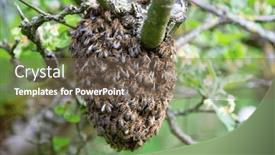  Presentation with queen bee - Slides featuring swarm-of-bees-left background and a violet colored foreground