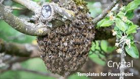  Presentation with queen bee - Slide set featuring swarm-of-bees-left background and a dark gray colored foreground
