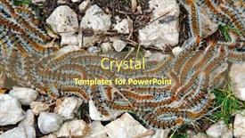  Presentation with moving - Cool new PPT layouts with swarm-of-caterpillars-moving-around backdrop and a coral colored foreground