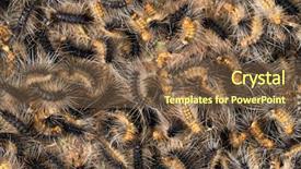  Presentation with tropical - Cool new PPT layouts with swarm of hairy tropical caterpillars backdrop and a tawny brown colored foreground