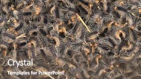  Presentation with tropical fruit and vegetable - Beautiful slide deck featuring swarm of hairy tropical caterpillars backdrop and a tawny brown colored foreground