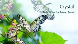  Presentation with kite - Slides consisting of swarm of paper kite butterfly background and a  colored foreground