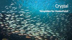  Presentation with sardines - Presentation theme enhanced with swarm of sardines fish background and a teal colored foreground
