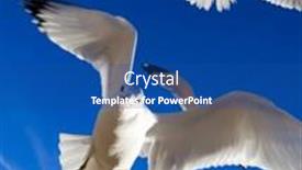  Presentation with fly - Slide deck having swarm-of-seagulls-fly-overhead background and a ocean colored foreground