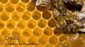  Presentation with bee hive - Cool new PPT theme with swarming hive of bees backdrop and a gold colored foreground